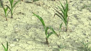 非常干旱的干田玉米玉米玉米玉米玉米玉米玉米，干燥土壤